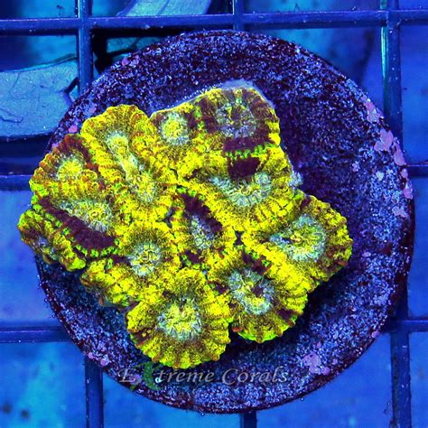 Extreme Corals Product Display