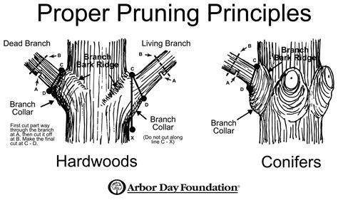 Pruning Trees The Three Step Pruning Method Iron Tree Tree