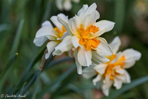 Daffodils Photograph By Charlotte Arnold Fine Art America