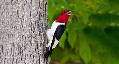 Red Headed Woodpecker Holden Forests And Gardens
