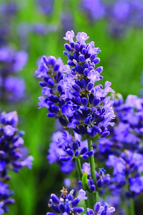 Burpee Super Blue Lavender 4 Perrenial Plants 4 4 Pot