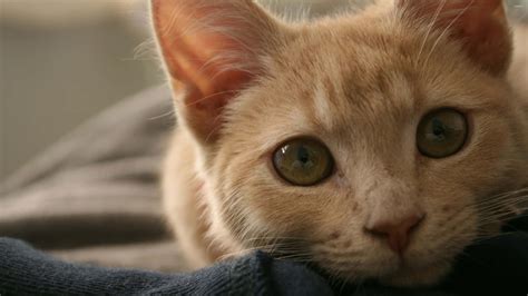 Download Spotted Ginger Cat Picture