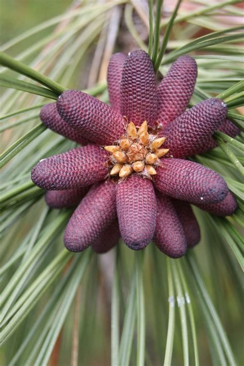 Ponderosa Pine Blossom Riggins Id Fragrant Plant Botanical Flowers