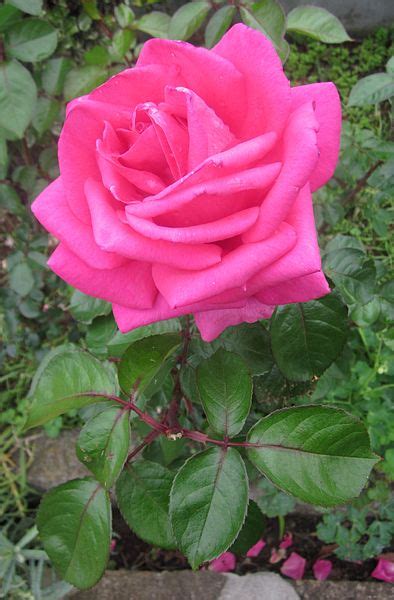 Filepink Rose In Portela Apr 2013 Wikimedia Commons