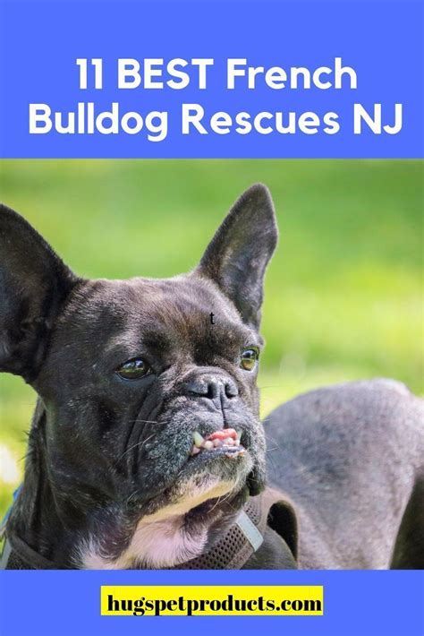 Use petfinder to find adoptable pets in your area. 11 Best French Bulldog Rescues NJ | French bulldog, French ...