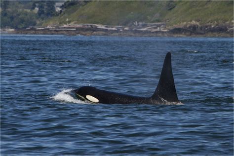 Orca San Juan Islands Foto And Bild Tiere Wildlife Säugetiere