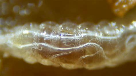 Close Up Larva Of Fruit Fly Drosophila Melanogaster Showing Internal