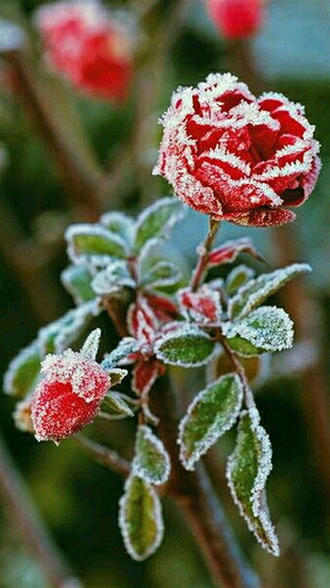 The Last Roses Now Frozen Frozen Rose Winter Flowers