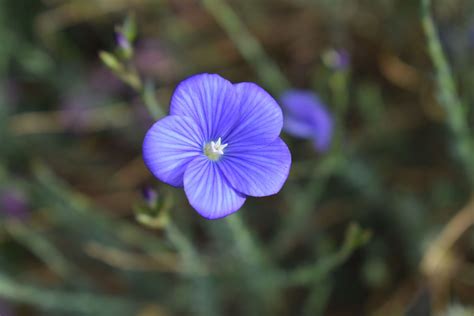 Narbonne Blue Flax