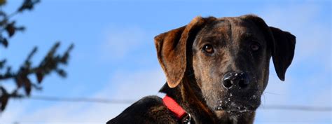 Other Ways To Give — Helping Hounds Dog Rescue