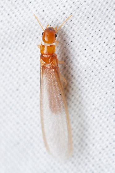 orange termite alate - Incisitermes snyderi - BugGuide.Net