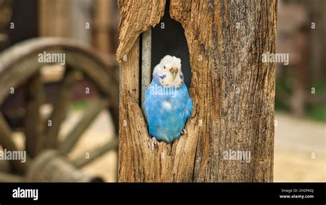 Blue And White Whelk In A Tree Cavity Close Up Of The Bird Stock Photo