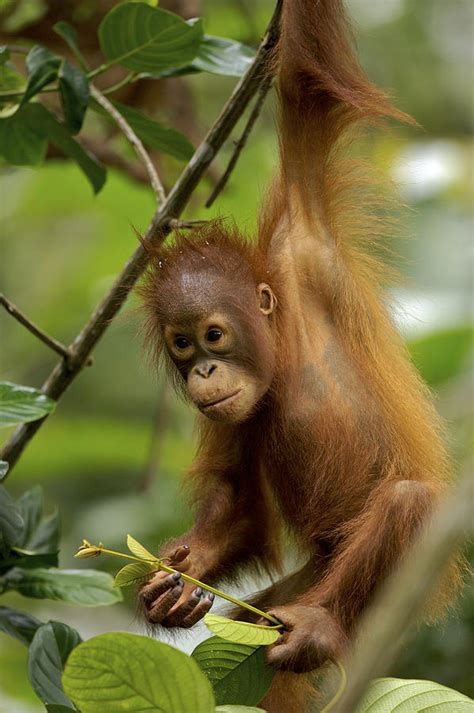 Orangutan Pongo Pygmaeus Baby Swinging By Christophe Courteau