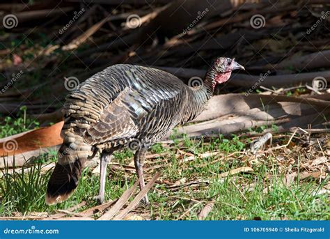 Wild Turkey Waking Away On Grassy Woodland Area Stock Photo Image Of