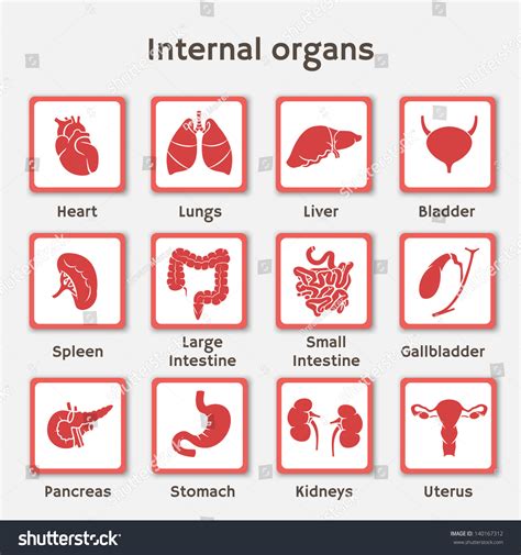 Vector Illustration Internal Human Organs Stock Vector 140167312