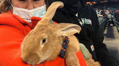 Therapy Bunny Named Alex Steals Hearts Of Giants Fans In San Francisco