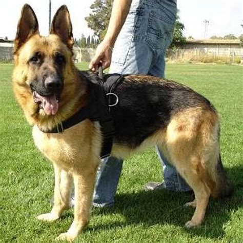 Size And Weight Of German Shepherd Annie Many