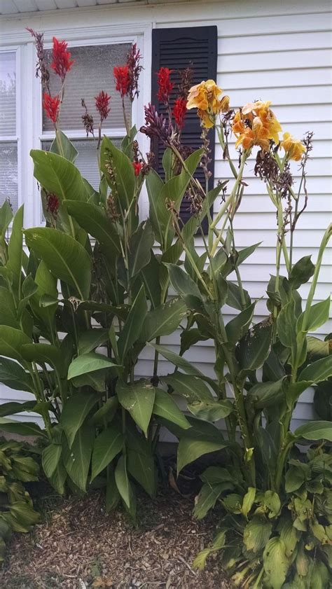 How To Grow Cannas With Pictures Wikihow Lawn And Garden Spring