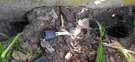 Marderkot im auto und haus ist der kot gefährlich was mache ich nun?. Marderbau Im Garten Erkennen