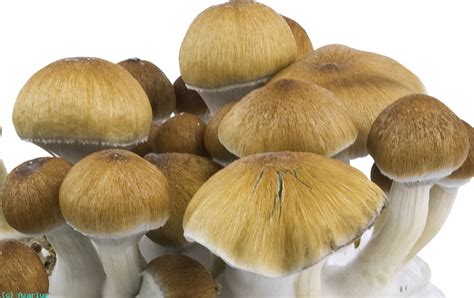 Amazon Mushroom Spores All Mushroom Info