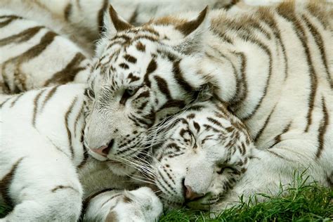 Zoo Damnéville Trois Bébés Tigres Blancs Viennent De Naître