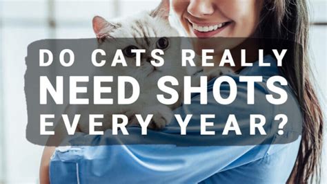 Vaccines For Cats Do Cats Really Need Shots Every Year Meowkai