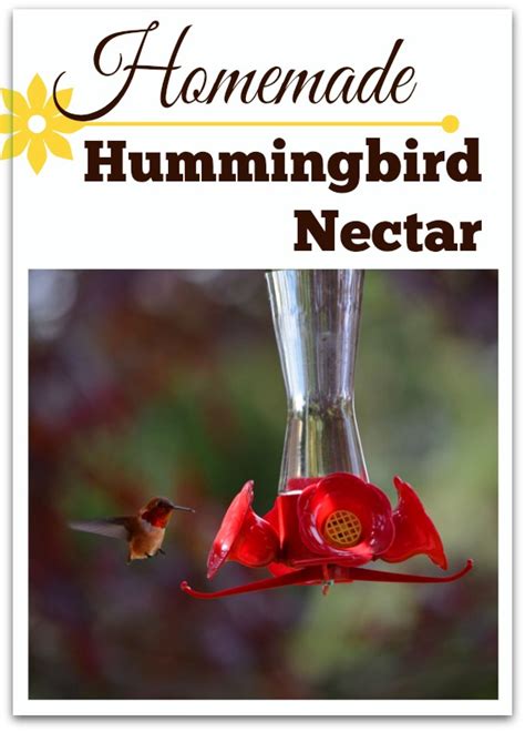 Homemade Hummingbird Food Nectar Recipe Queen Bee Coupons