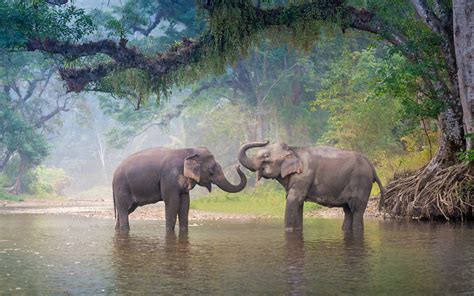 Download Wallpapers 4k Elephants River Wildlife Thailand Asia For Desktop With Resolution
