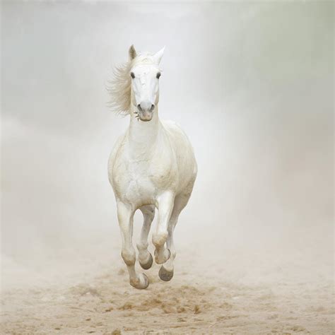 Horse Galloping By Christiana Stawski