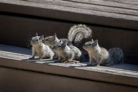 What Is A Group Of Squirrels Called Solved And Explained Animalkeen