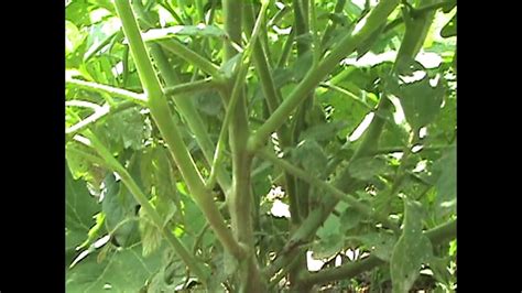 How To Tomato Plant Pruning Youtube