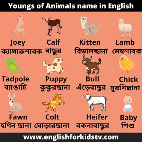 Animals And Their Babies Name English For Kids