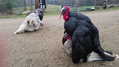 turkeys mating ritual youtube
