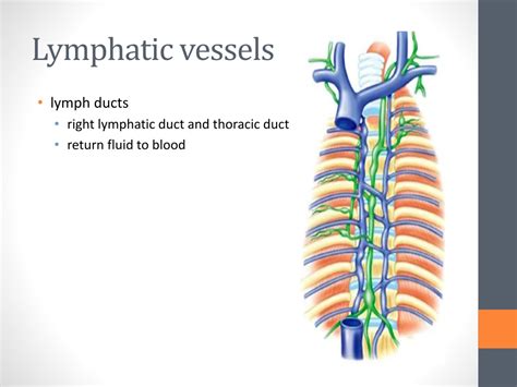 Ppt Anatomy Of Lymphatic System Powerpoint Presentation Free