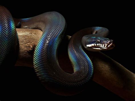 The White Lipped Python Snakes I Want Pinterest