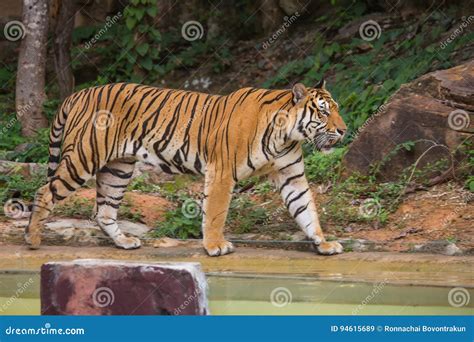 Portrait Of A Royal Bengal Tiger Alert And Staring At The Camera Stock