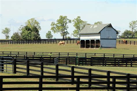 Kentucky Bluegrass Horse Farm Photograph By Jim Martin Fine Art America