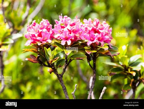Alpine Roses Or Rose Rhododendron Ferrugineum Or Rostblattrige