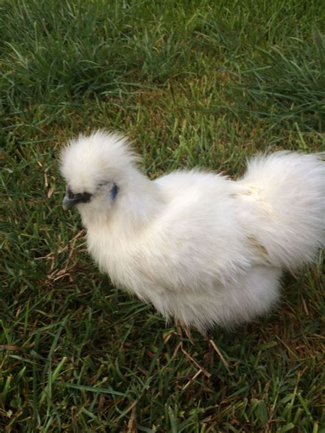 Free White Bearded Silkie Rooster In South Texas Backyard Chickens