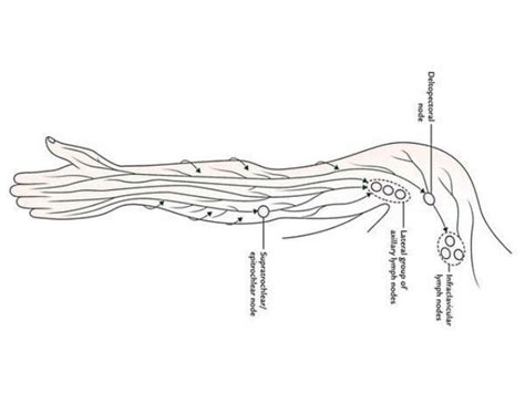 Lymphatic Drainage Of The Upper Limb
