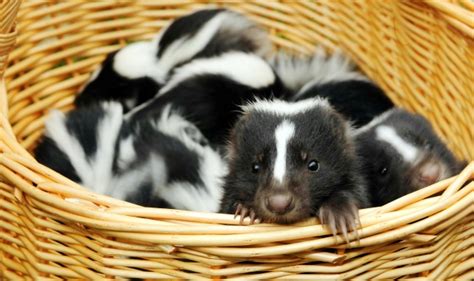 Although capable of living indoors with humans similarly to cats or dogs, pet skunks are relatively rare, partly due to restrictive laws and the complexity of their care. Five questions (and answers) about skunks in Calgary