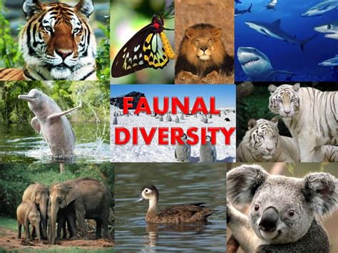 Faunal Diversity