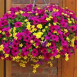 Pet Safe Outdoor Flowers Images