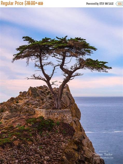 Lone Cypress Fine Art California Beach Photo Nautical Print Monterey