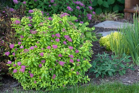 Maybe you would like to learn more about one of these? 5 Top-Rated Shrubs for Easy Maintenance Landscapes ...