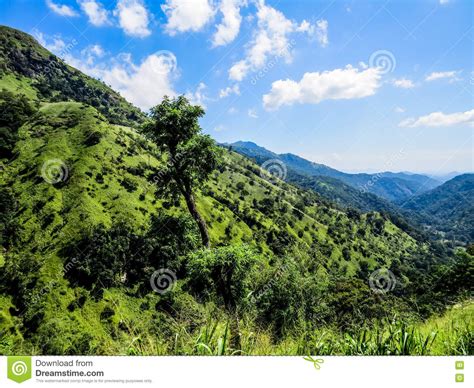 Green Sri Lanka Stock Image Image Of Amazing Country 71032225