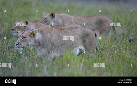 Three Lionesses Out Hunting In Long Grass Stock Photo Alamy