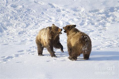 Grizzly Bear Cubs Playing Photograph By Mike Cavaroc Fine Art America