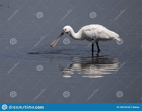 Big White Bird The `colhereiro` Platalea Leucorodia In Cavado River