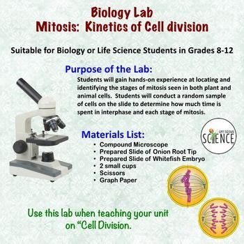 The cell is the basic unit of life. Mitosis Kinetics Of Cell Division Lab | Cell division ...